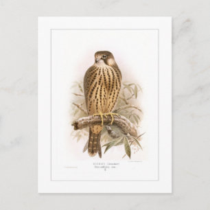 Hobby Postcard