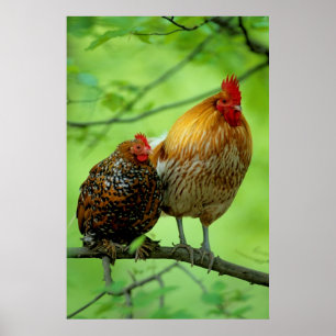 Hoddled with hen on branch, New Hampshire, domesti Poster