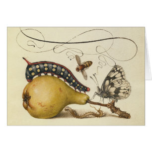 Hoefnagel Vintage Pear & Insects 1500s Renaissance