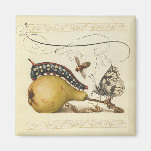 Hoefnagel Vintage Pear & Insects 1500s Renaissance Magnet