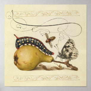 Hoefnagel Vintage Pear & Insects 1500s Renaissance Poster