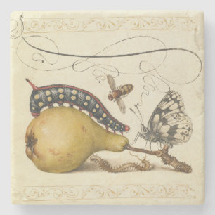Hoefnagel Vintage Pear & Insects 1500s Renaissance Stone Coaster