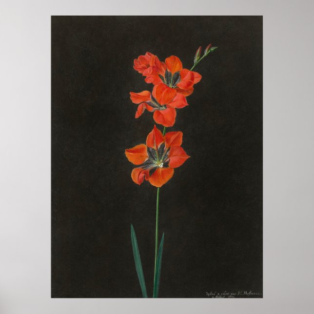 Hoffmann's Lelie Flowers Poster (Front)