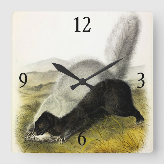 Hog-nosed Skunk (Texan Skunk) Audubon's Quadrupeds Square Wall Clock (Front)