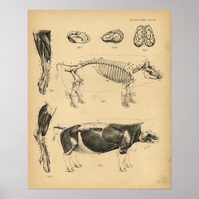 Hog Pig Skeleton Anatomy 1908 Vintage Print (Front)