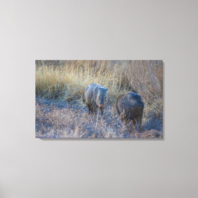 Hog Wild Canvas Print (Front)