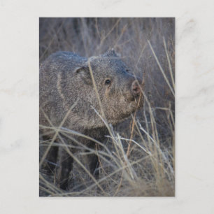 hog wild postcard