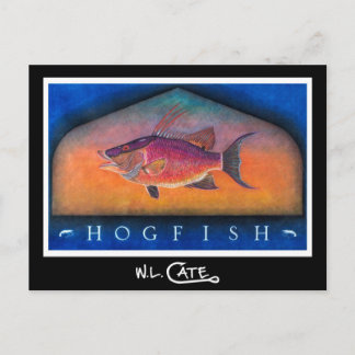 Hogfish Postcards