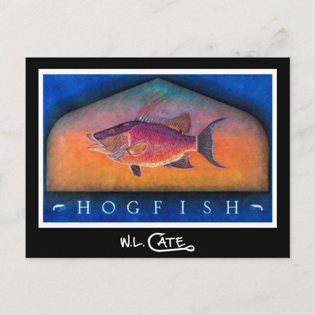 Hogfish Postcards (Front)