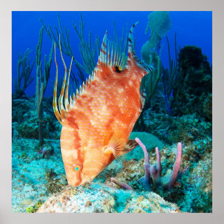 Hogfish Poster