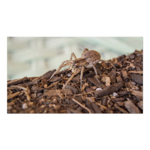 Hogna Carolinensis - Wolf Spider Photo Print