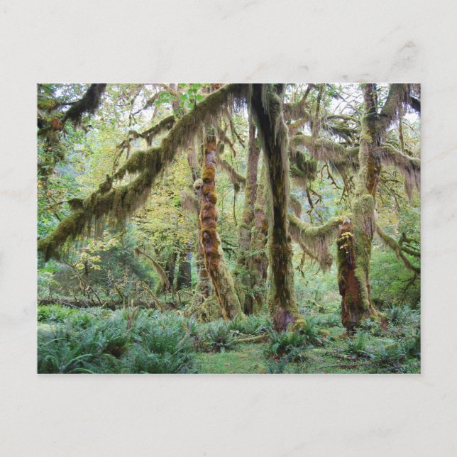 Hoh Rain Forest Postcard (Front)