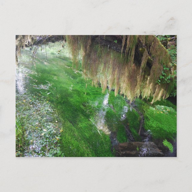 Hoh Rain Forest Postcard (Front)