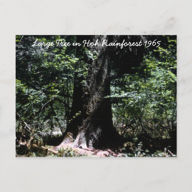 Hoh Rainforest  1965 Postcard (Front)