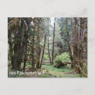 Hoh Rainforest, Washington State, Postcard