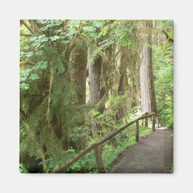 Hoh Valley Rain Forest Magnet (Front)