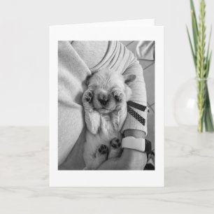 Holding Newborn Puppy Blank Card