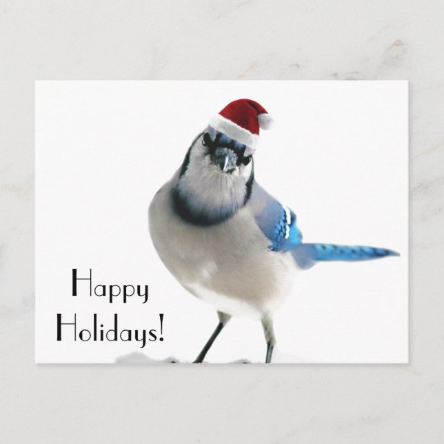 Holiday Blue Jay (Front)