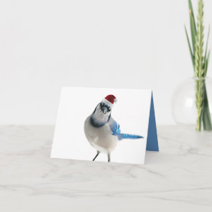 Holiday Blue Jay