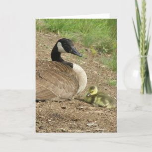 holiday card - Mother's Day Goose with Gosling