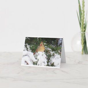 Holiday Card with Cardinal