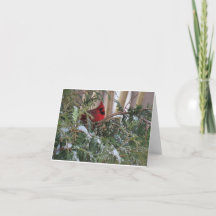 Holiday Card with Cardinal