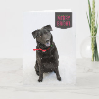 Holiday Cards