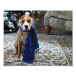 Holiday Cheer from Pit Bull Rescue Dog Photo Print