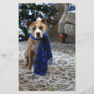 Holiday Cheer from Pit Bull Rescue Dog Stationery