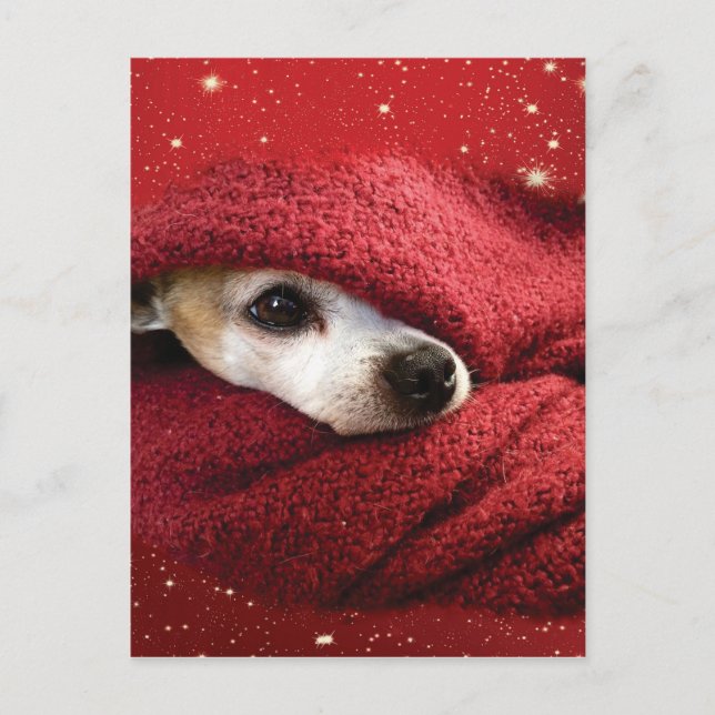 Holiday Chihuahua Postcard (Front)