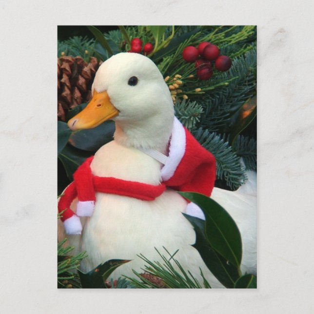 Holiday Duck (Front)