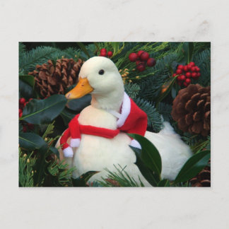 Holiday Duck Postcard