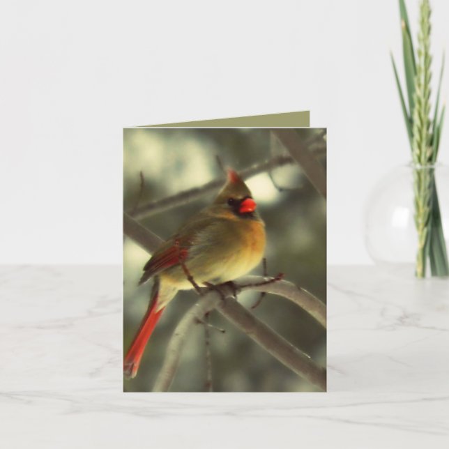 Holiday Female Cardinal (Front)
