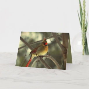 Holiday Female Cardinal Card