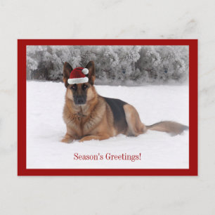 Holiday German Shepherd Postcard