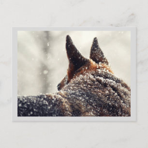 Holiday German Shepherd Postcard