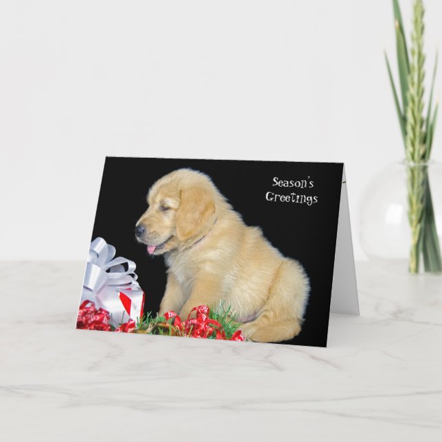 Holiday Golden Retriever puppy (Front)