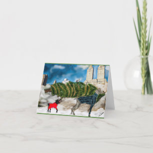 Holiday greeting card dogs get a Christmas tree NY