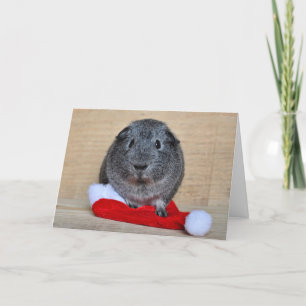 Holiday Guinea Pig Card