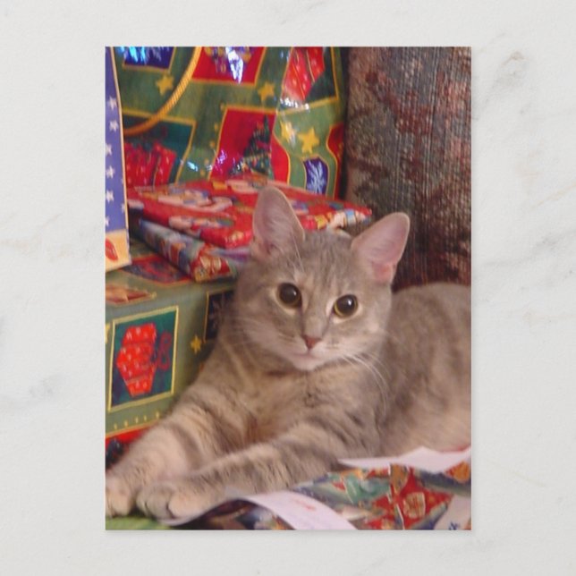 Holiday Kitty Postcard (Front)