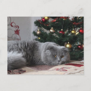 holiday kitty postcard