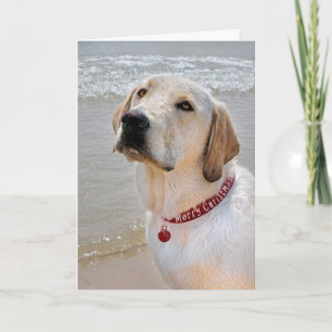 Holiday Labrador Retriever Card