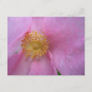 Holiday Postcard
