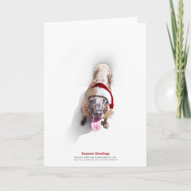 Holiday Shelter Dog 2 (Front)