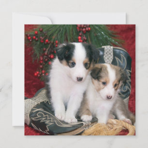 Holiday Shetland Sheepdog Puppies Card