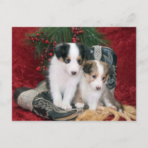 Holiday Shetland Sheepdog Puppies Postcard