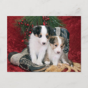 Holiday Shetland Sheepdog Puppies Postcard