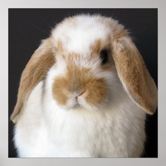 Holland baby print (Front)