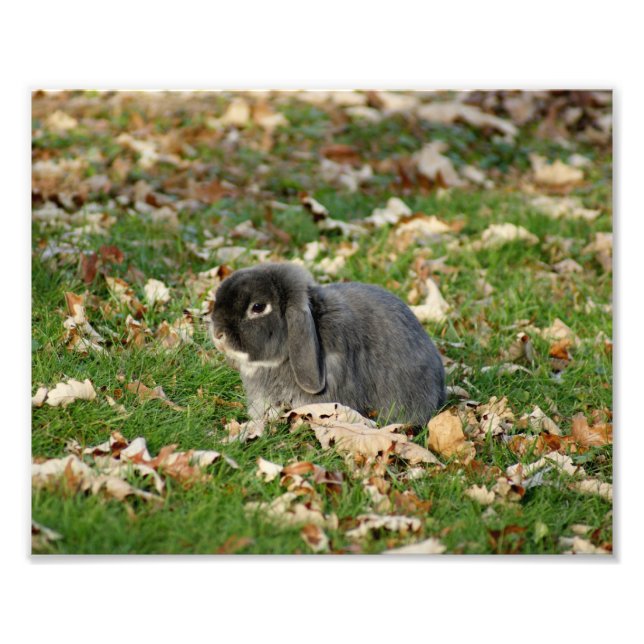 Holland Lop Bunny 10 x 8 Photographic Print (Front)