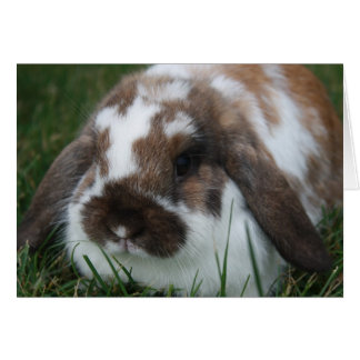 Holland Lop Bunny by T Schwandt Photography